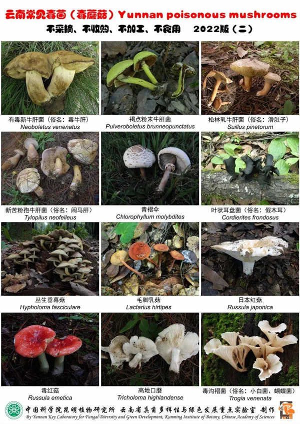 万宝配资 “门朝我飞过来了！”误食毒蘑菇后果可不只是有幻觉，千万别大意